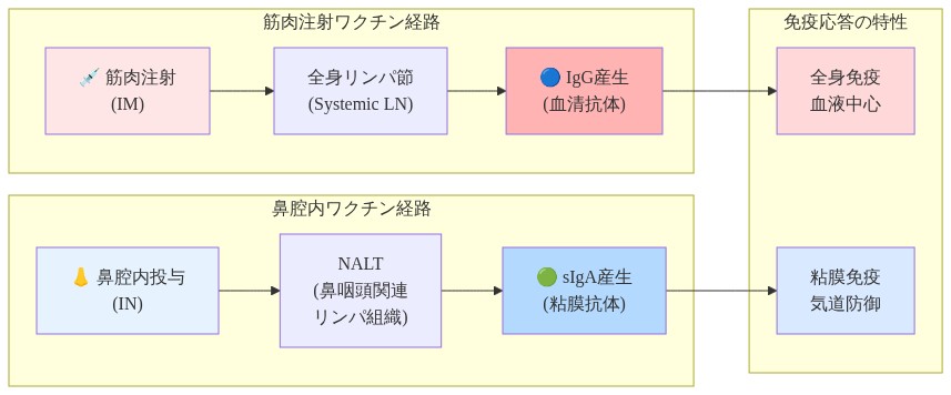 筋肉注射ワクチンと鼻腔内ワクチンの2つの免疫応答経路を比較した図。左側は筋肉注射から全身リンパ節を経由してIgG産生（血清抗体）に至る経路を示し、右側は鼻腔内投与からNALT（鼻咽頭関連リンパ組織）を経由してsIgA産生（粘膜抗体）に至る経路を示している。下部では全身免疫と粘膜免疫の異なる特性を表示。