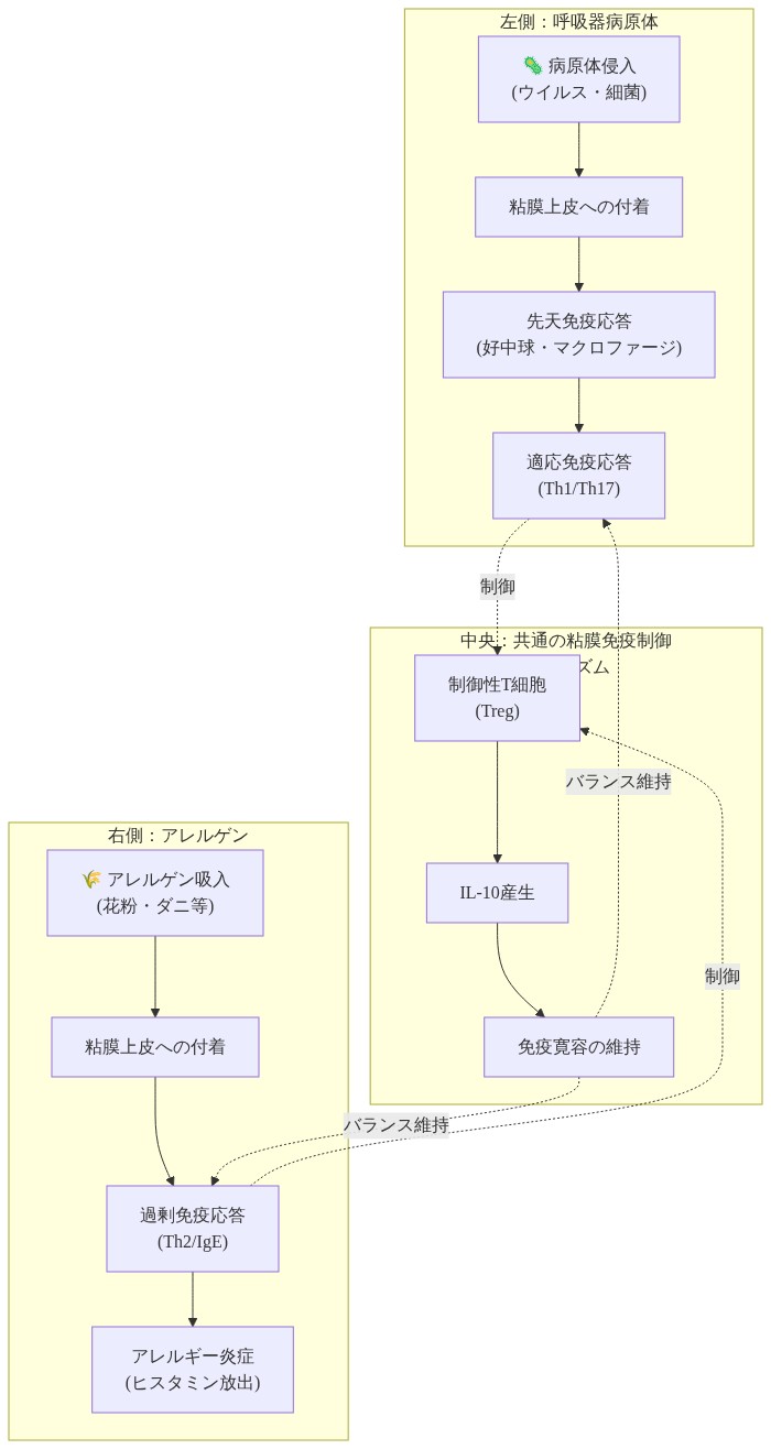 病原体とアレルゲンに対する粘膜免疫応答の比較図。左側は呼吸器病原体の侵入から先天免疫・適応免疫応答までのプロセス、右側はアレルゲン吸入から過剰免疫応答・アレルギー炎症までのプロセスを示す。中央には両者に共通する粘膜免疫制御メカニズム（制御性T細胞とIL-10産生による免疫寛容の維持）を配置し、点線矢印で制御関係を表示している。